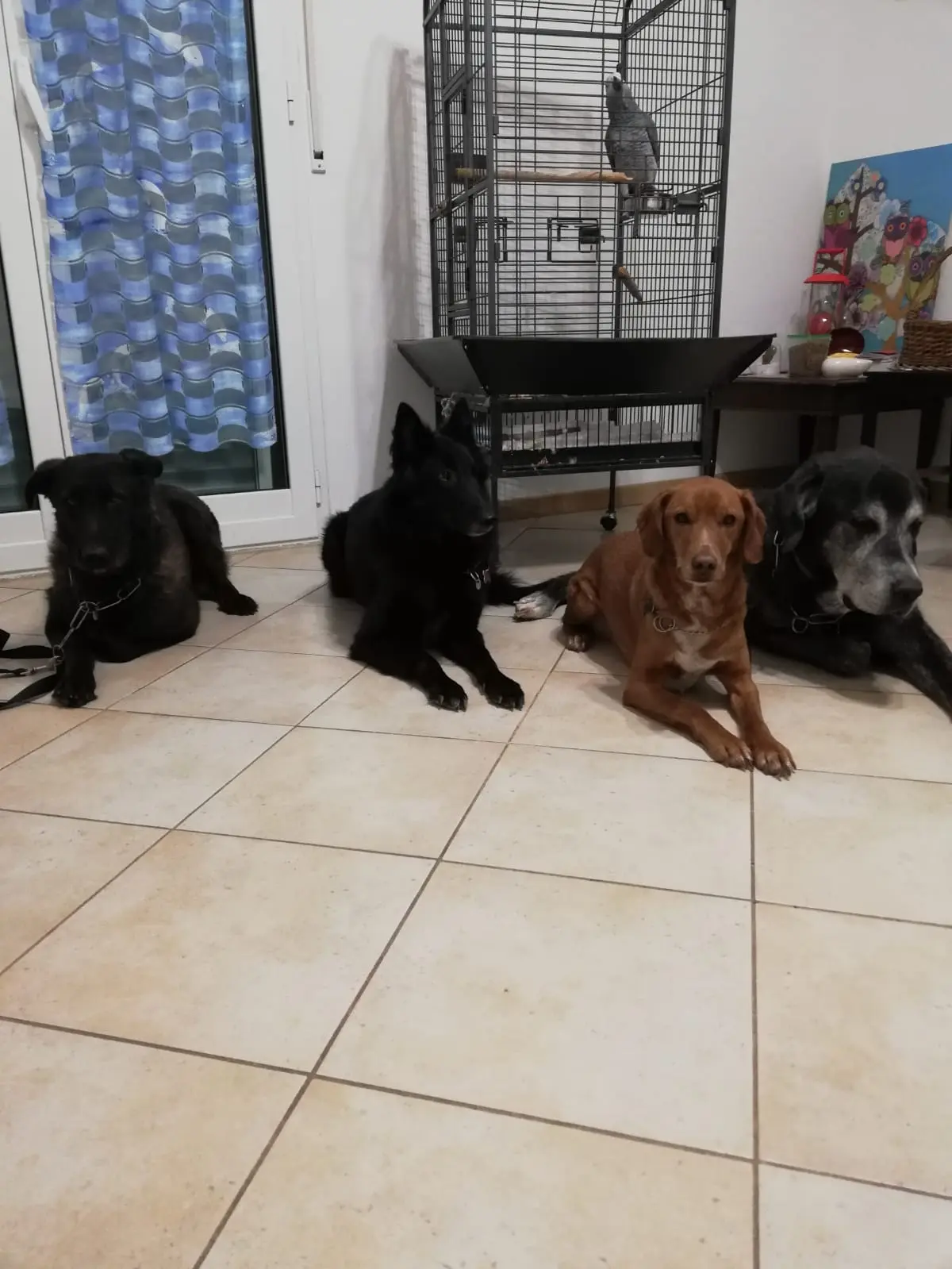 Nemo gioca con altri cani