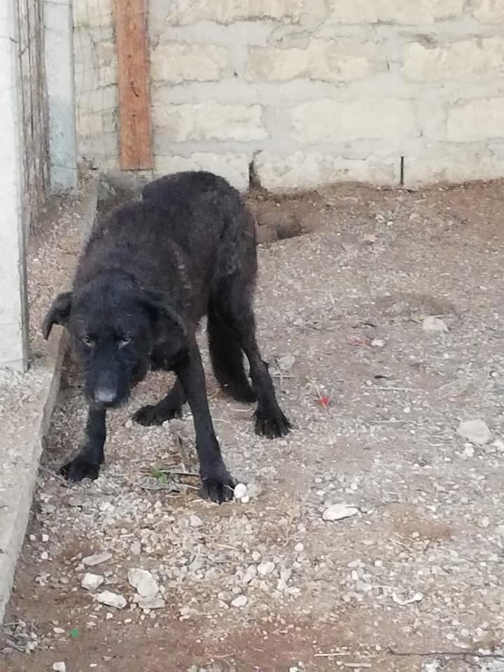 Nemo nei primi giorni