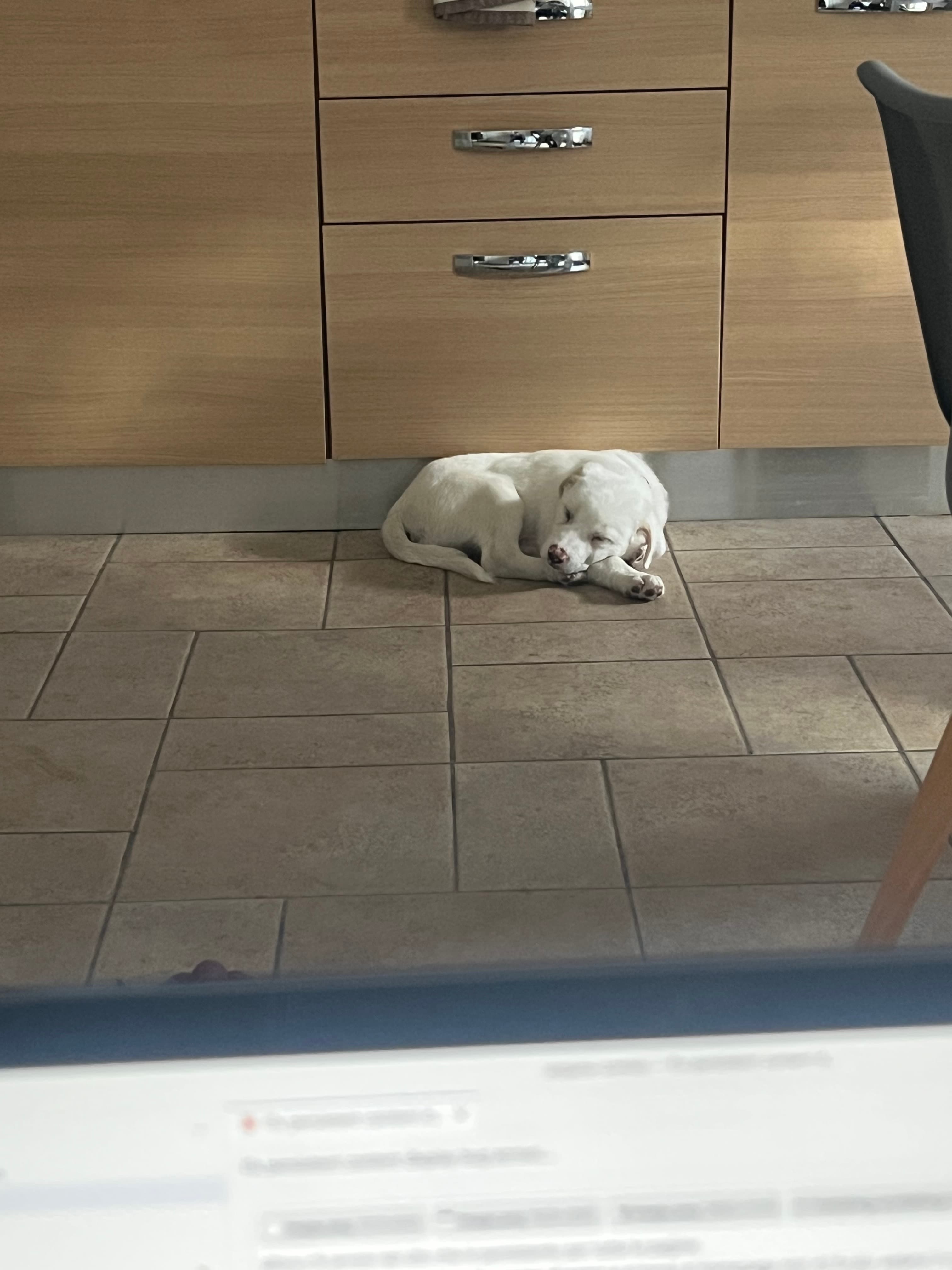 kumino, cane di taglia media in adozione a Comiso