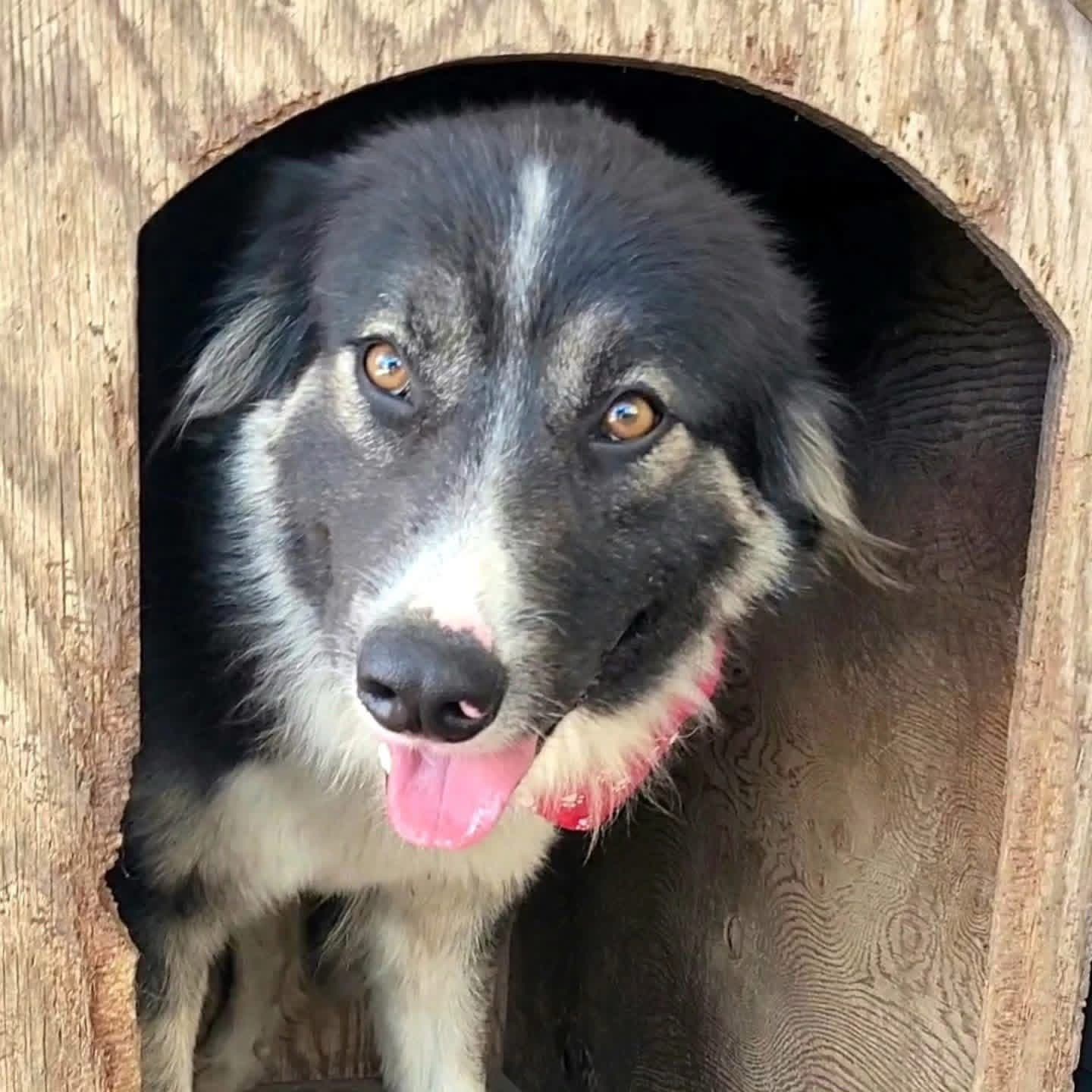 Alba, cane di taglia media in adozione a Comiso