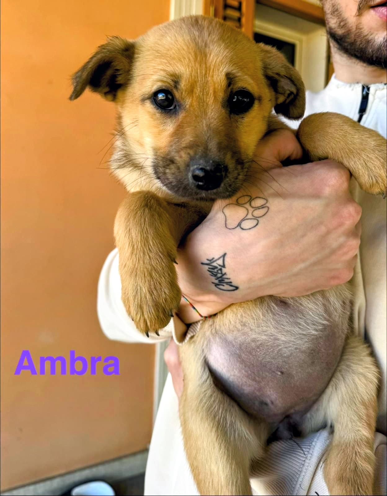 Ambra, cane di taglia media in adozione a Comiso