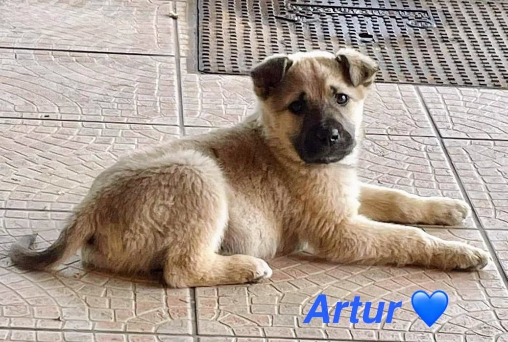 Artur, cane di taglia media in adozione a Comiso