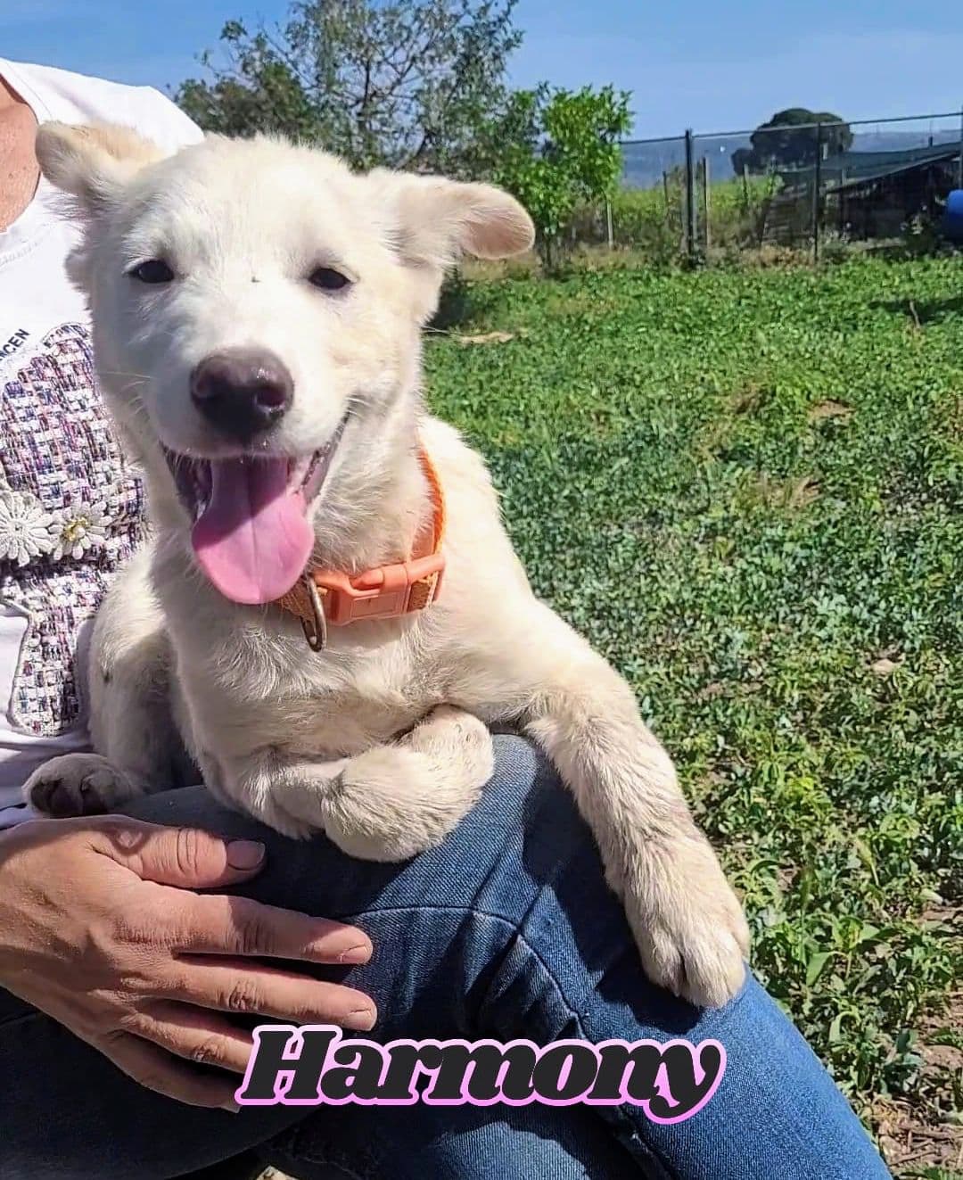 Harmony, cane di taglia media in adozione a Comiso