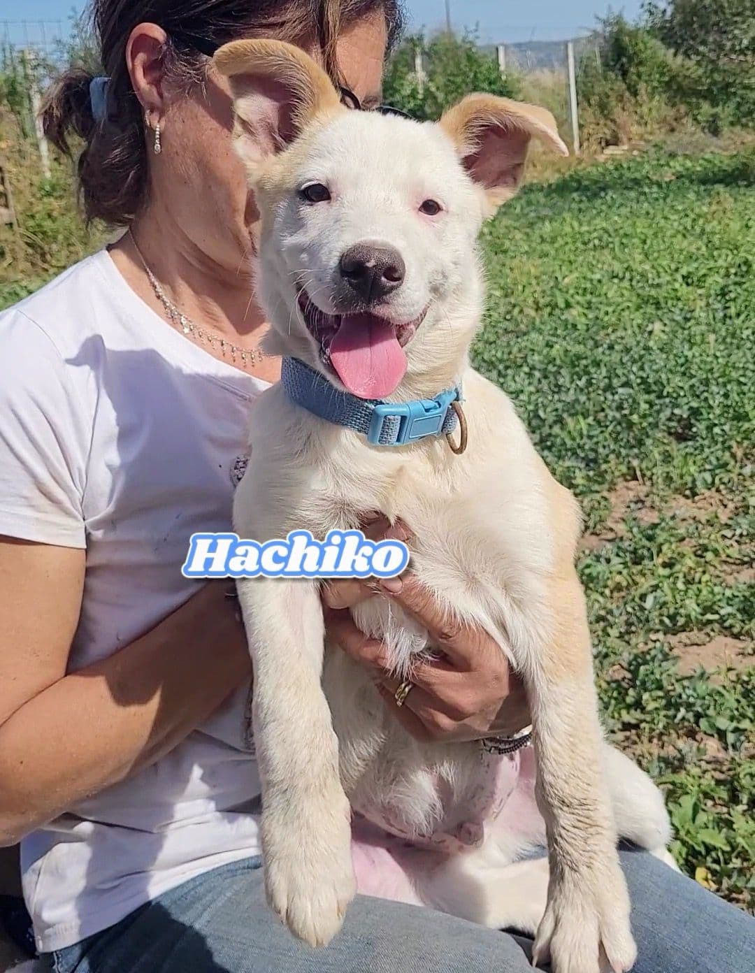 Hachiko, cane di taglia media in adozione a Comiso