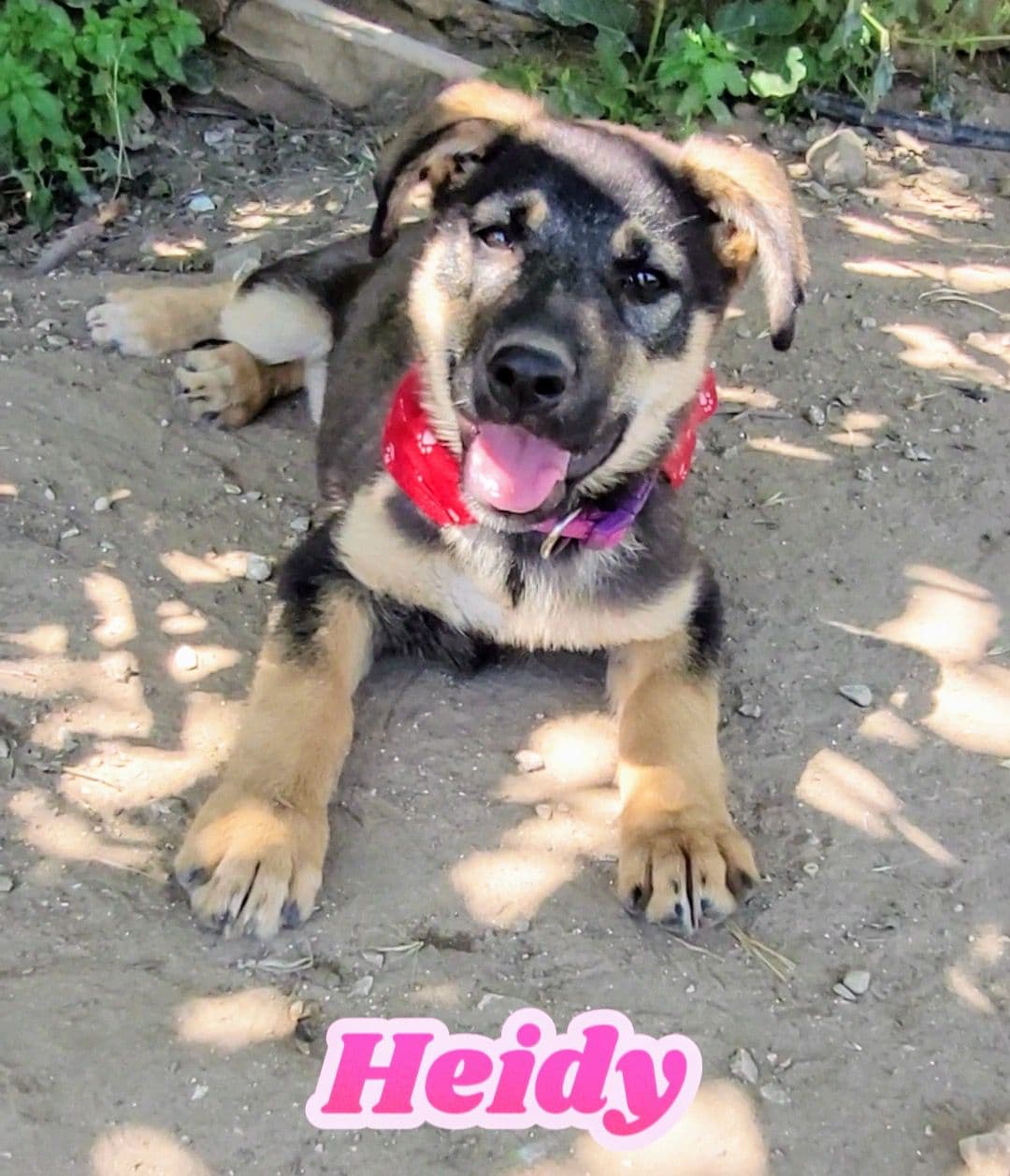 Heidy, cane di taglia media in adozione a Comiso