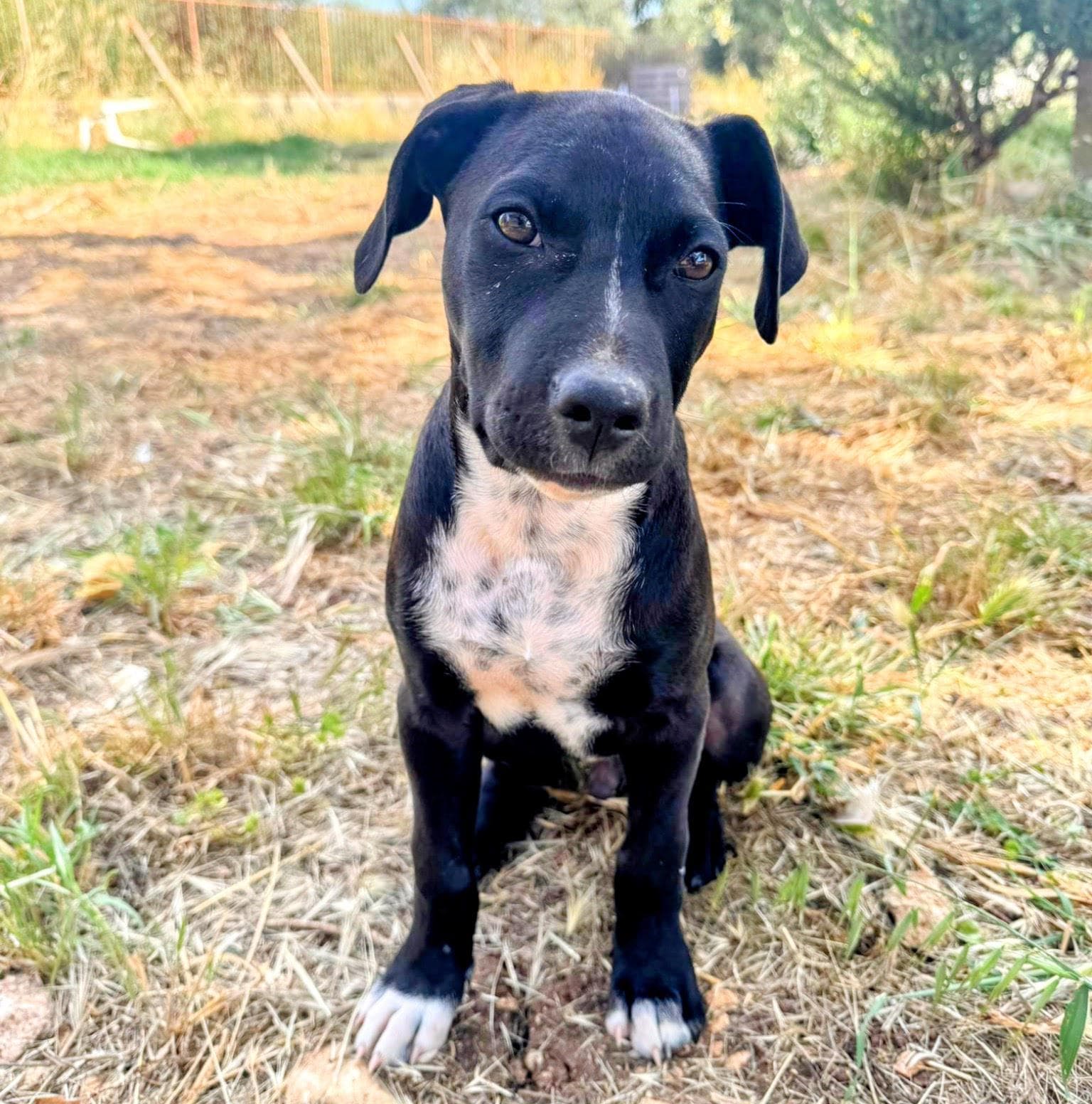 Dante, cane di taglia media in adozione a Comiso