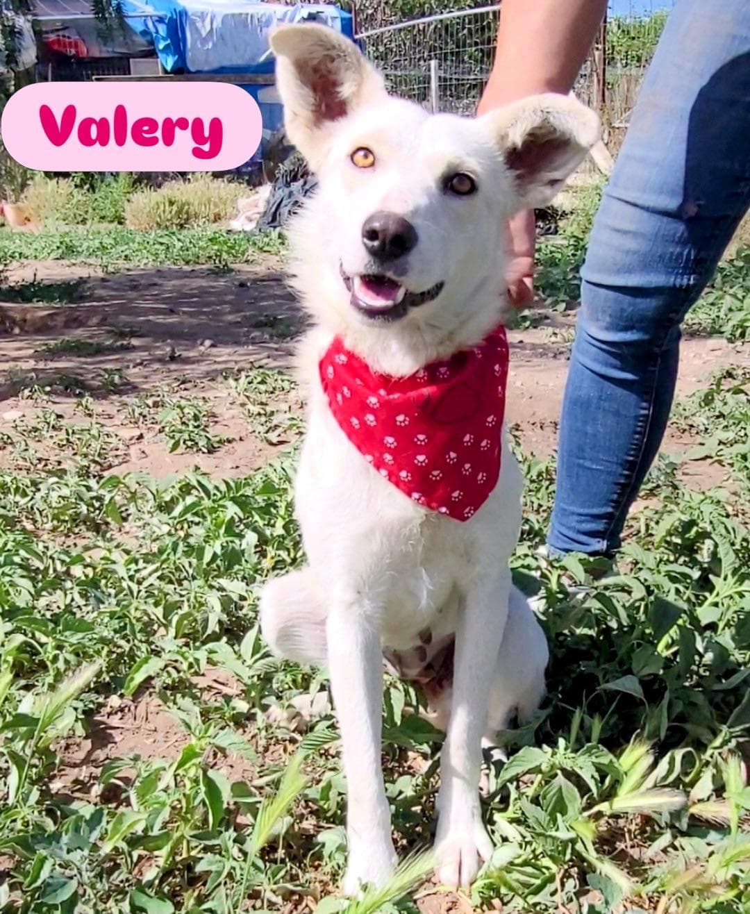 Valery, cane di taglia media in adozione a Comiso
