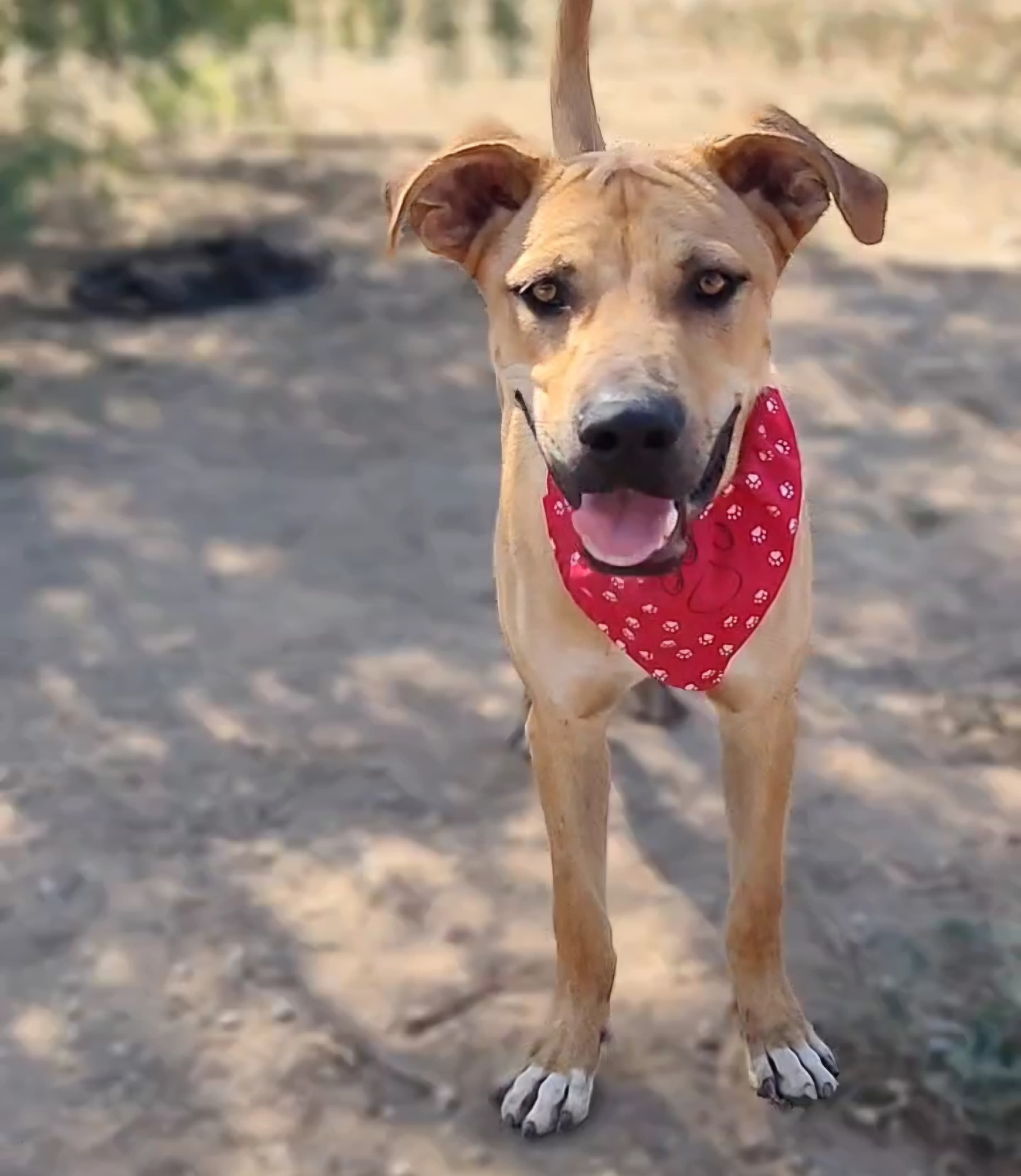 Clyde, cane di taglia grande in adozione a Comiso