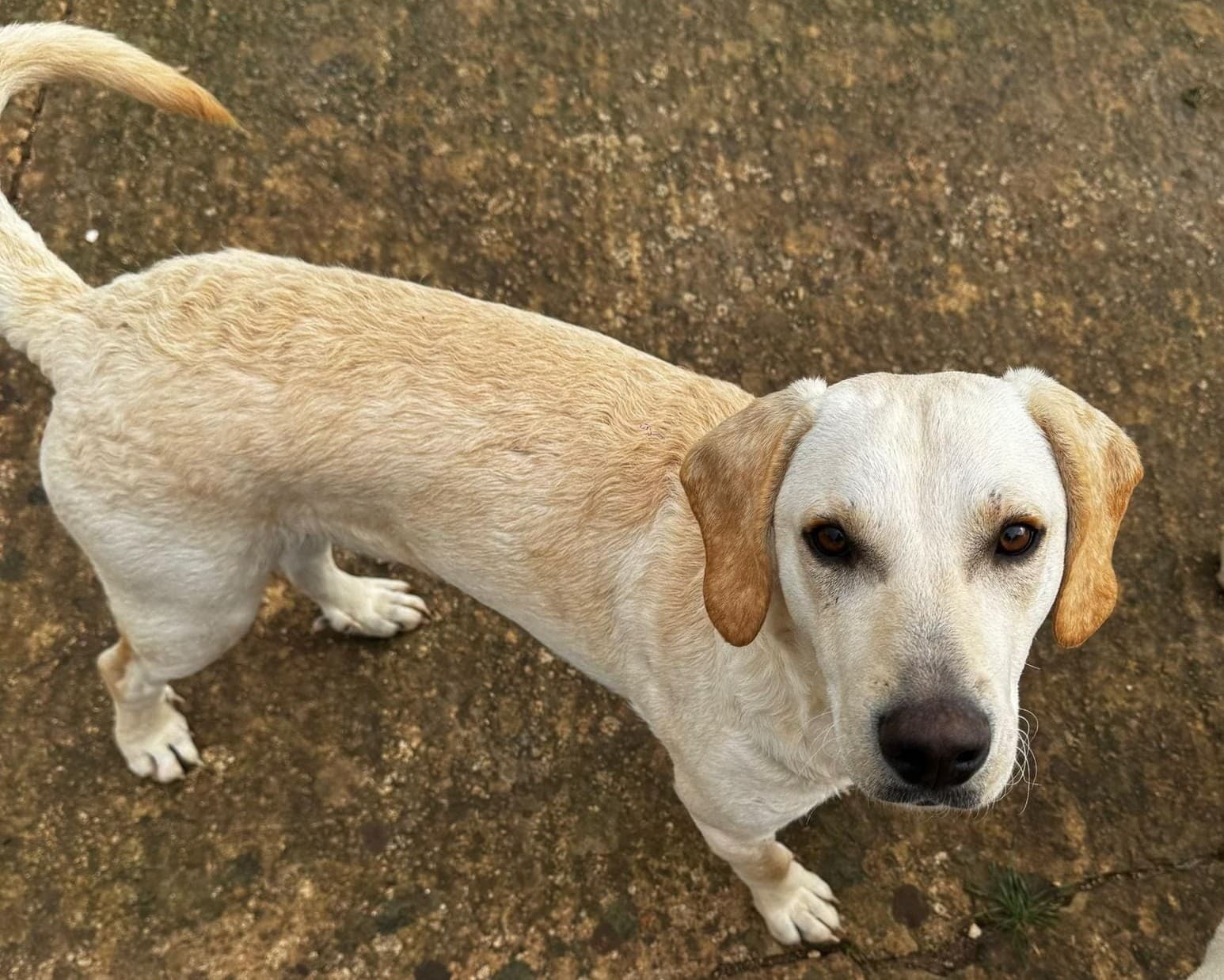 Paco, cane di taglia media in adozione a Comiso