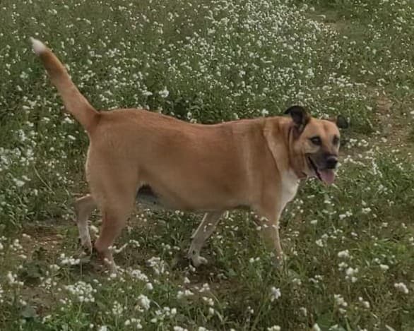 Lalla, cane di taglia media in adozione a Comiso