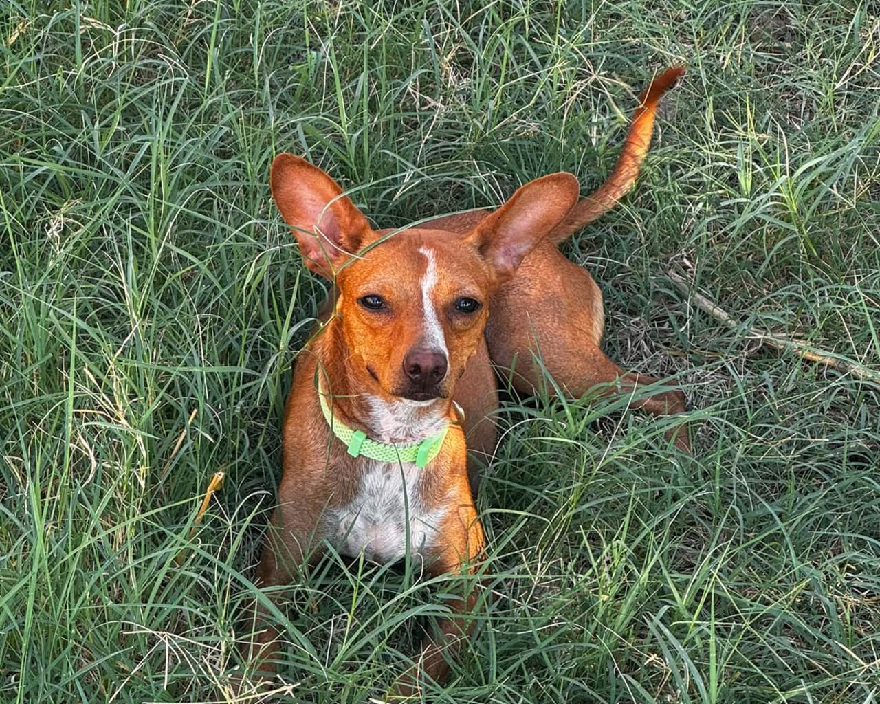 Nino , cane di taglia piccola in adozione a Comiso