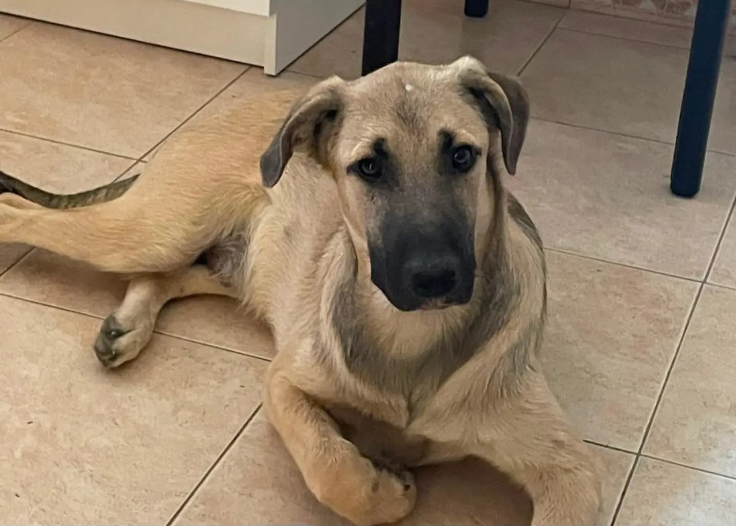 Artur, cane di taglia grande in adozione a Comiso