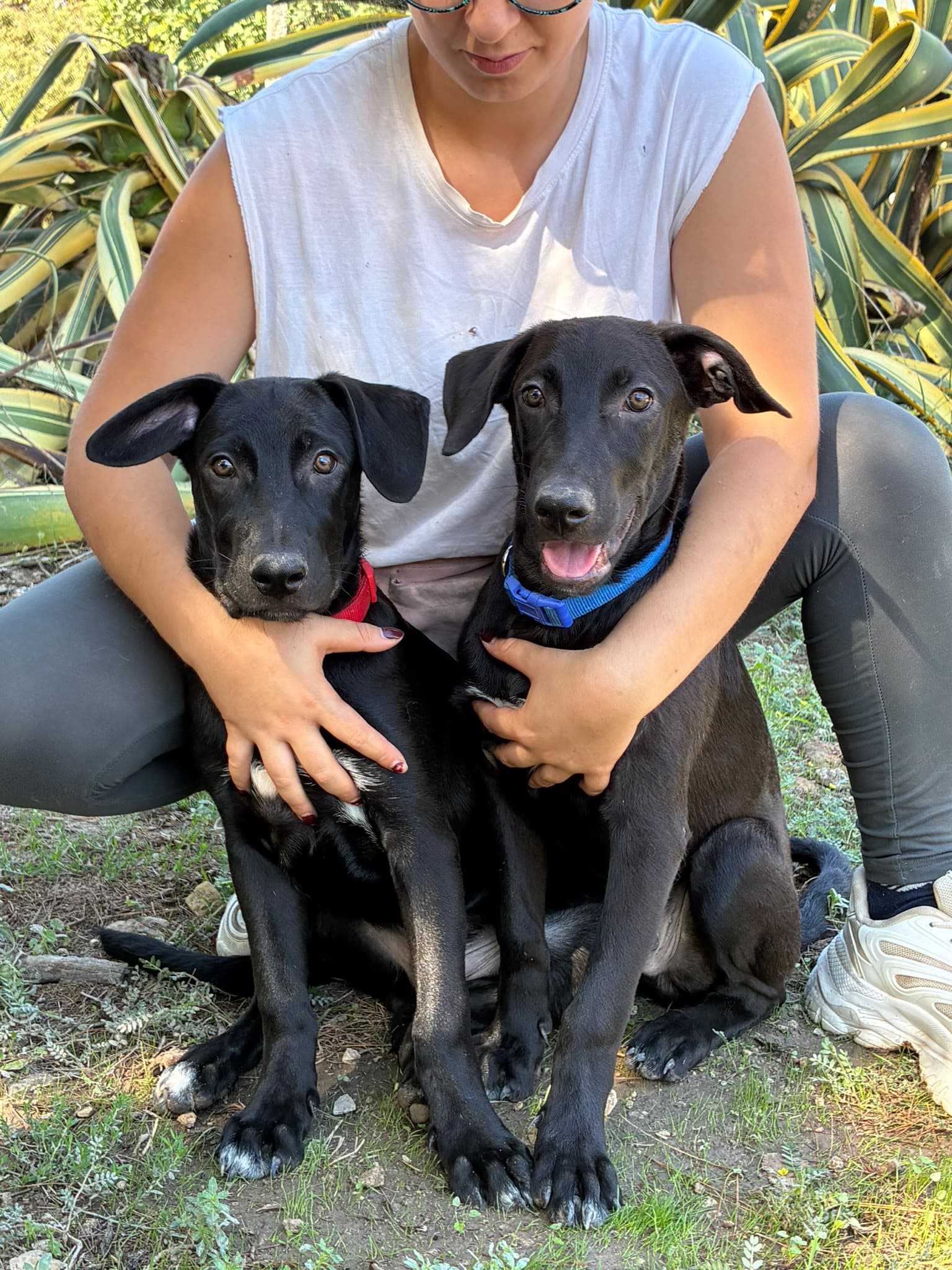 Rudy e Balu, cane di taglia media in adozione a Comiso