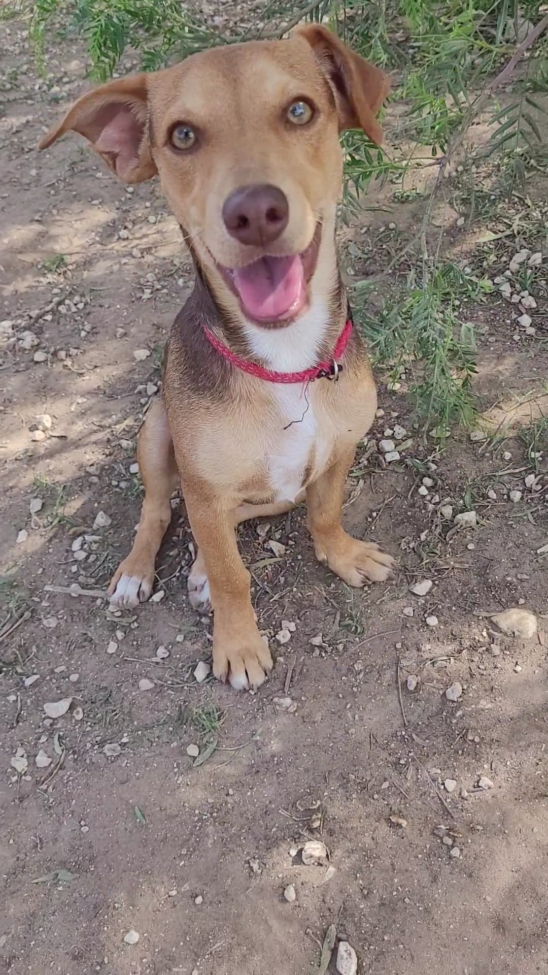 Pimpi, cane di taglia piccola in adozione a Comiso